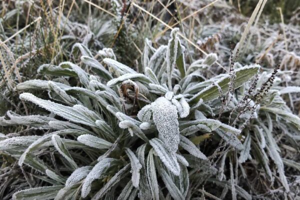 Geada cobre o Parque Nacional do Itatiaia e frio derruba temperaturas no Estado do Rio