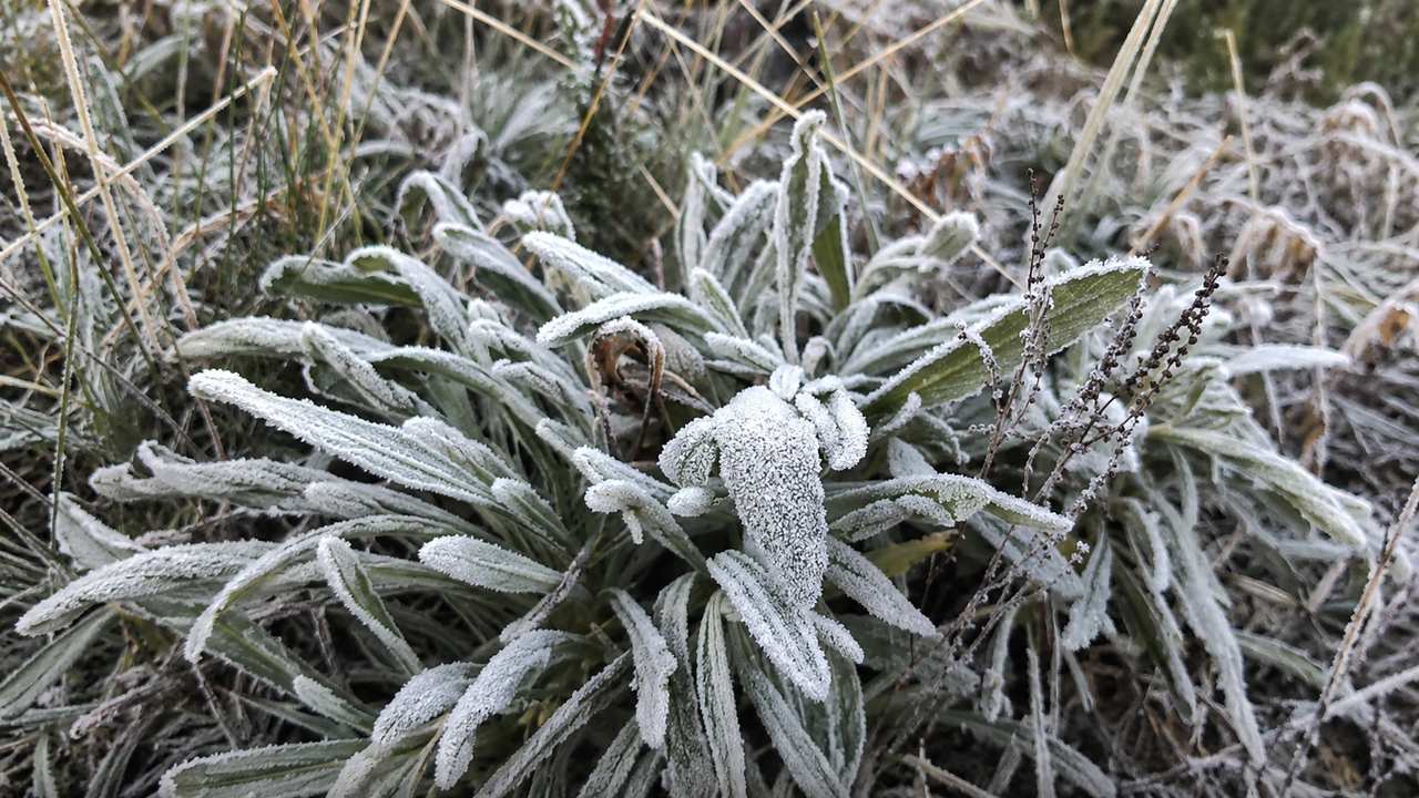 Geada cobre o Parque Nacional do Itatiaia e frio derruba temperaturas no Estado do Rio