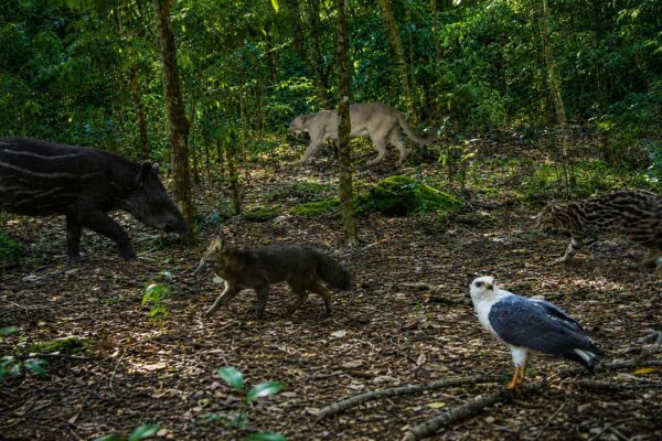 Montagem com anta, onça-parda, jaguatirica, cachorro-do-mato e gavião em uma área de Mata Atlântica.Montagem com anta, onça-parda, jaguatirica, cachorro-do-mato e gavião em uma área de Mata Atlântica.