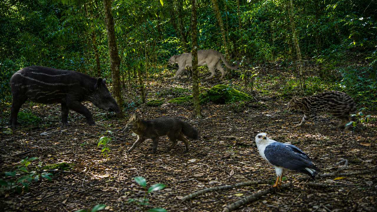 Montagem com anta, onça-parda, jaguatirica, cachorro-do-mato e gavião em uma área de Mata Atlântica.Montagem com anta, onça-parda, jaguatirica, cachorro-do-mato e gavião em uma área de Mata Atlântica.