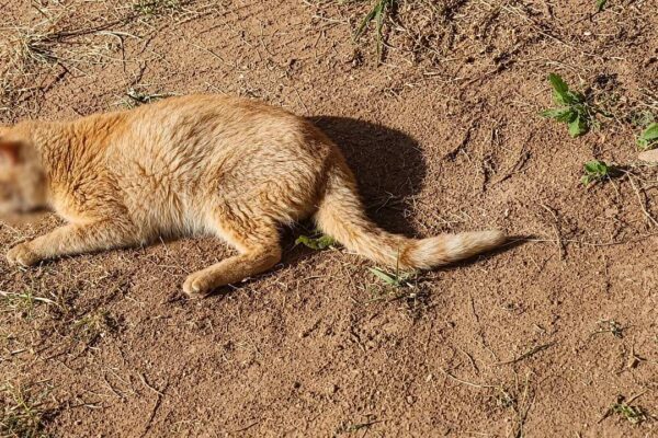 Gata abandonada em estado grave na Estrada do Tingly, em Nova Friburgo, aguarda atendimento por suspeita de esporotricose.