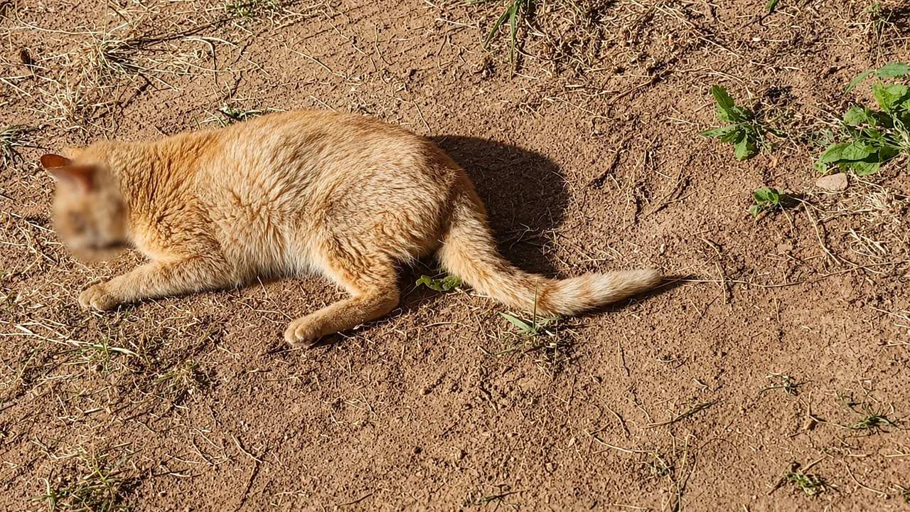 Gata abandonada em estado grave na Estrada do Tingly, em Nova Friburgo, aguarda atendimento por suspeita de esporotricose.