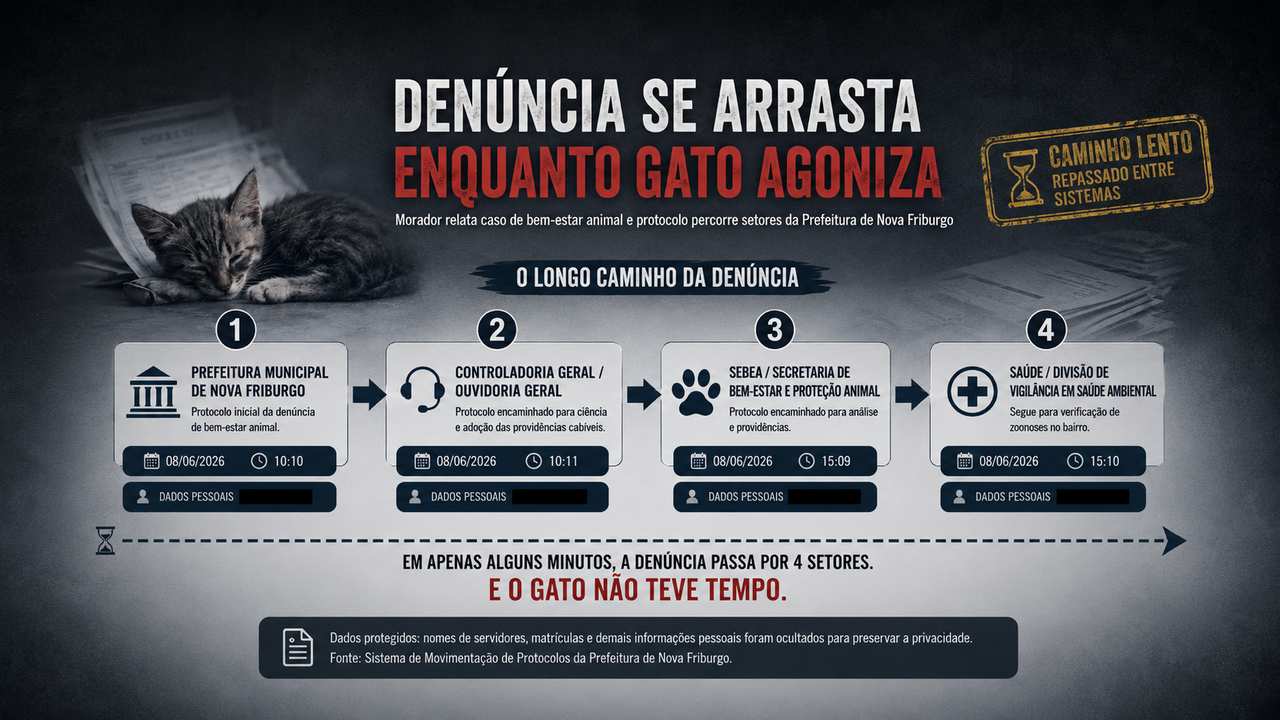 Conversa mostra morador tentando conseguir atendimento para um gato com feridas graves no bairro Tingly.