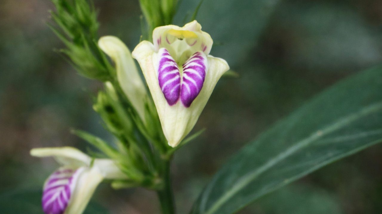 Flor rara com pétalas brancas e marcações roxas no interior, em ambiente natural.
