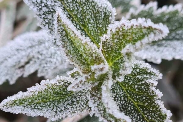 Folhas verdes cobertas por geada, prenúncio da massa polar no Rio de Janeiro.