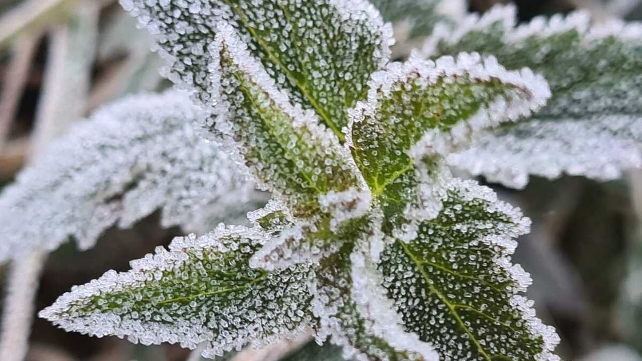 Folhas verdes cobertas por geada, prenúncio da massa polar no Rio de Janeiro.