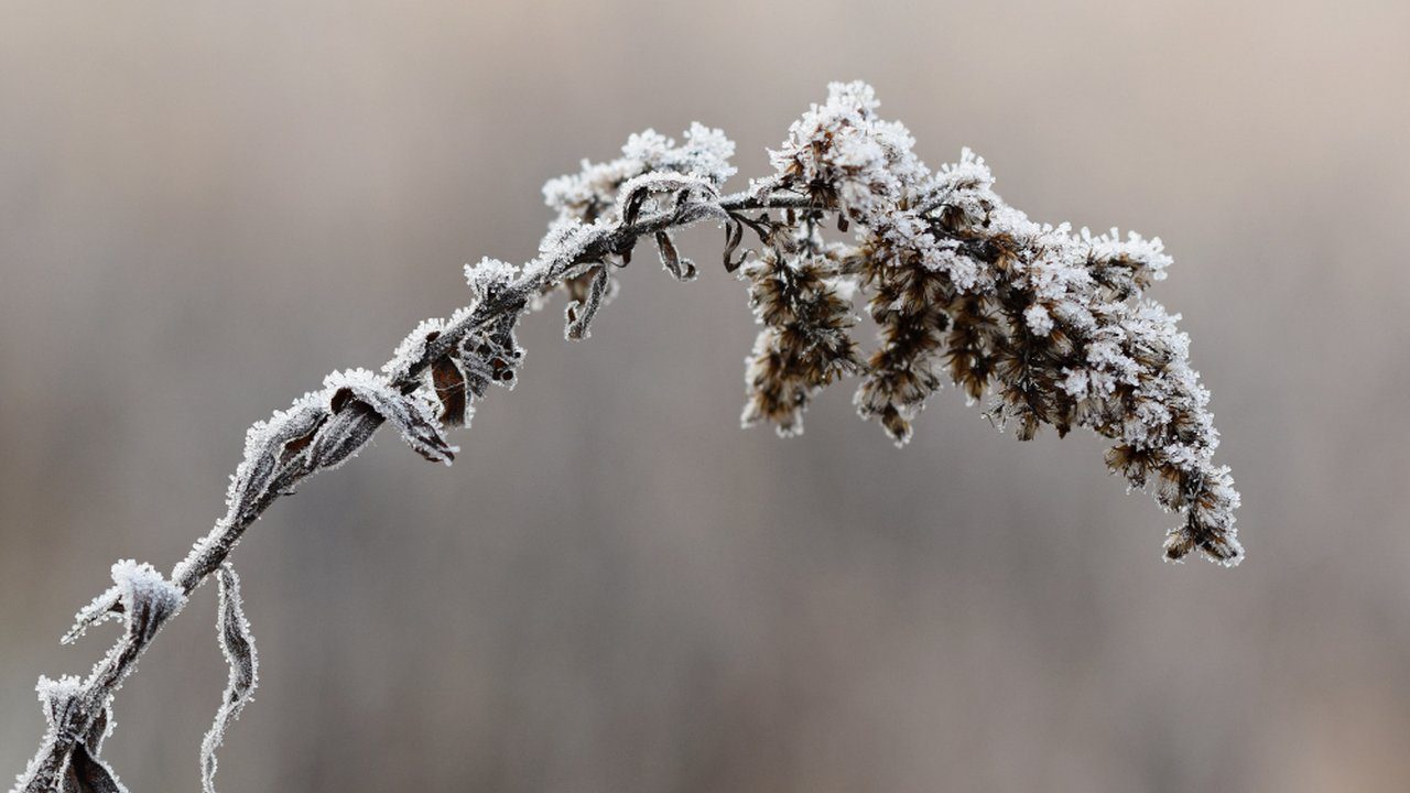 Galho de planta com geada em amanhecer frio no Rio de Janeiro