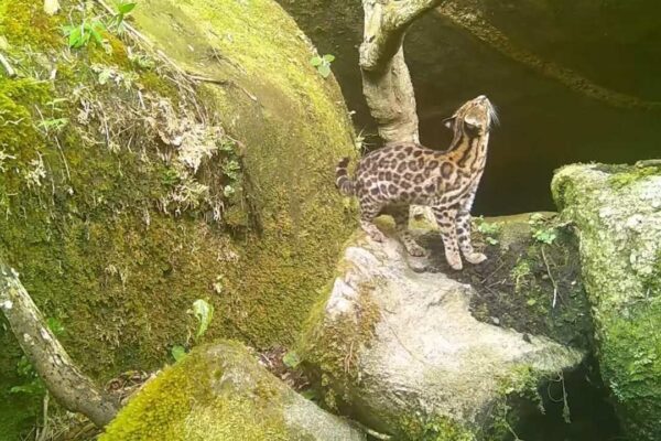 Gato-do-mato em habitat natural rochoso e coberto de vegetação.