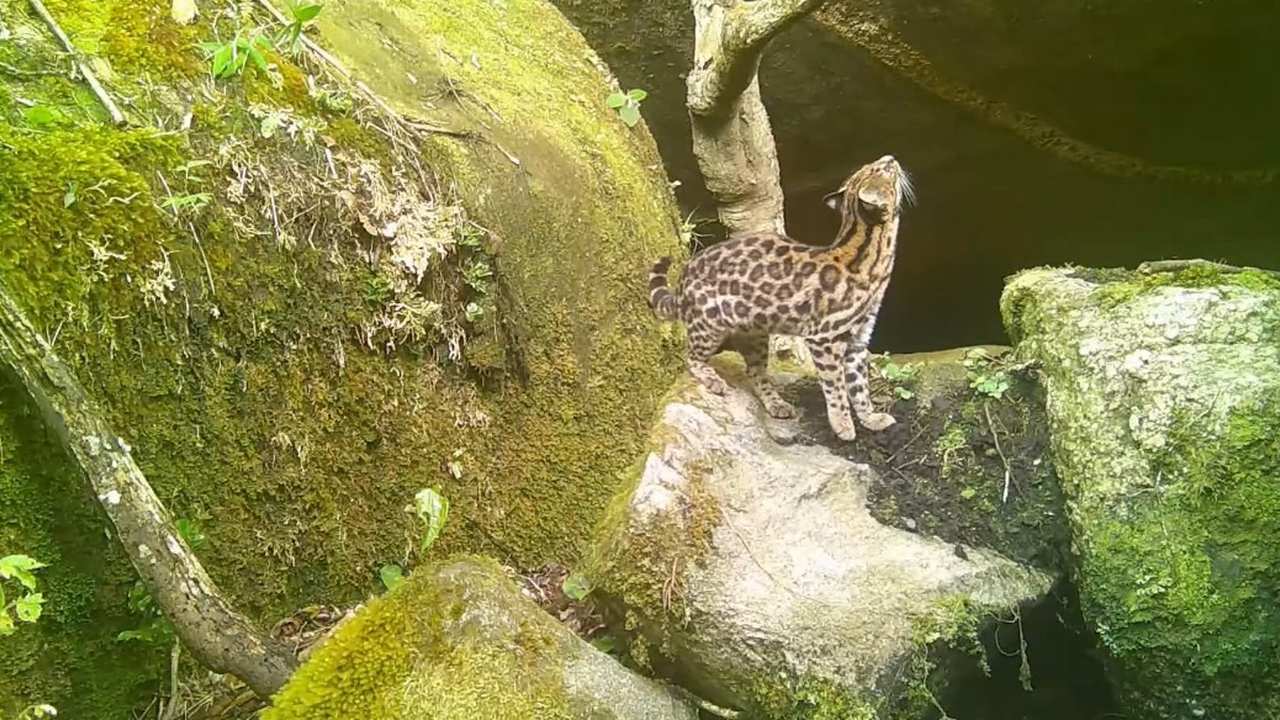 Gato-do-mato em habitat natural rochoso e coberto de vegetação.