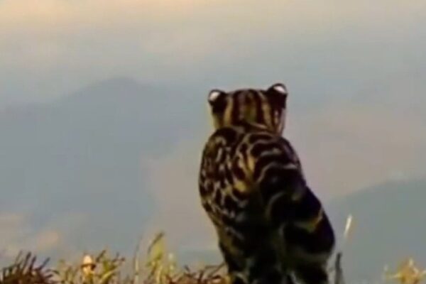 Gato-maracajá observado no Pico da Caledônia, com vista para as montanhas e mata atlântica.