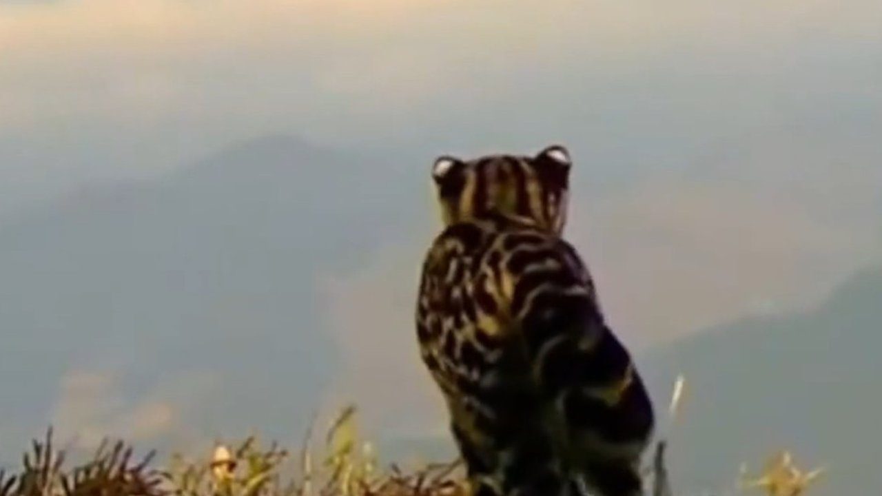 Gato-maracajá observado no Pico da Caledônia, com vista para as montanhas e mata atlântica.