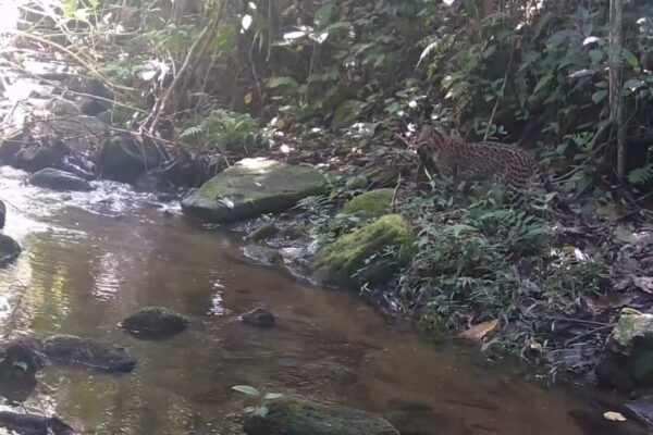 Jaguatirica em seu habitat natural, à beira de um rio na Mata Atlântica.