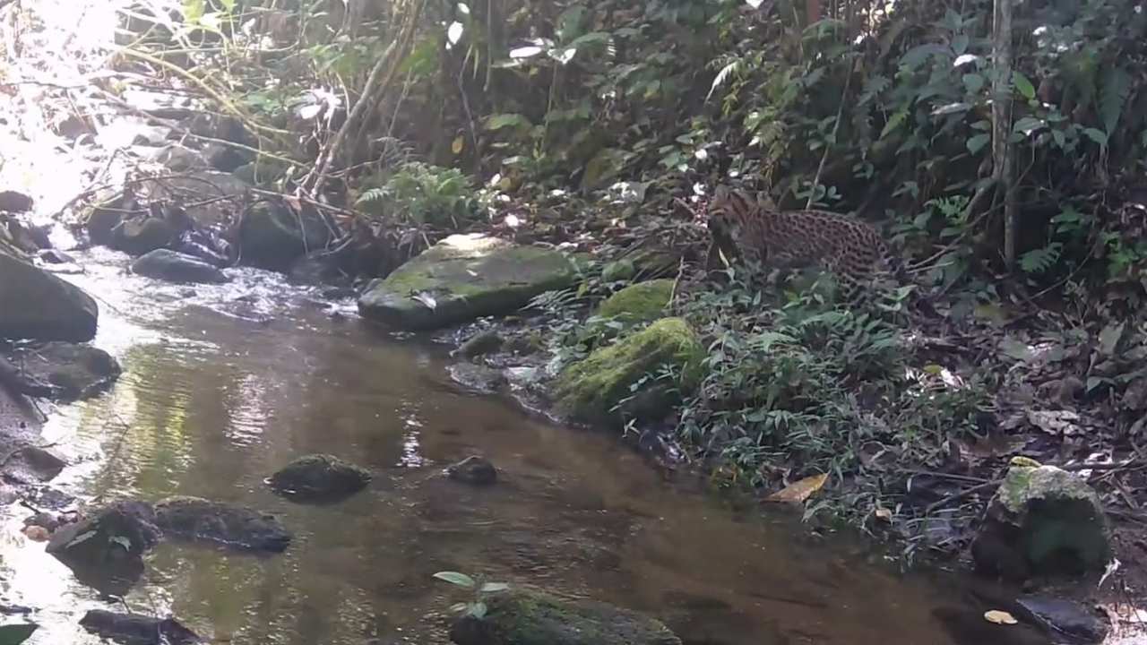 Jaguatirica em seu habitat natural, à beira de um rio na Mata Atlântica.