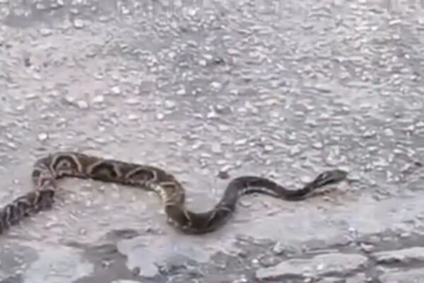 Jararaca em rua de Nova Friburgo, Brasil. Serpente em ambiente urbano.