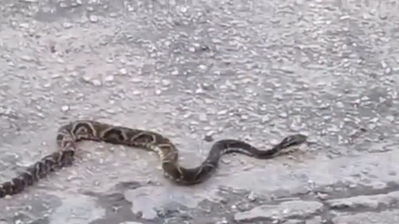 Jararaca em rua de Nova Friburgo, Brasil. Serpente em ambiente urbano.