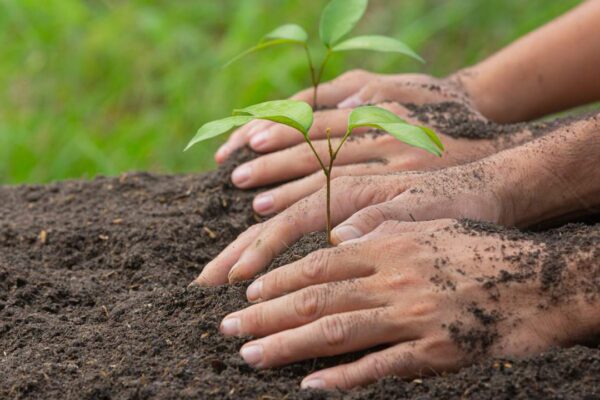 Mãos plantando mudas em solo, simbolizando plantio de árvores da Mata Atlântica.