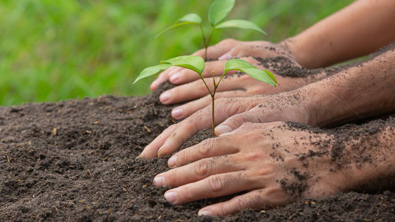 Mãos plantando mudas em solo, simbolizando plantio de árvores da Mata Atlântica.