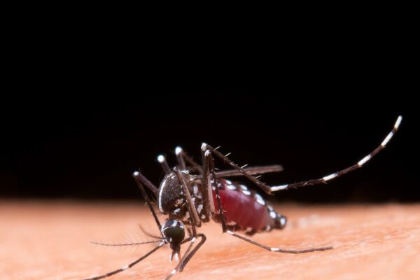 Mosquito Aedes aegypti se alimentando em pele humana.