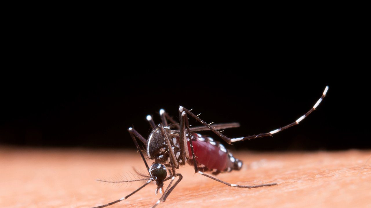 Mosquito Aedes aegypti se alimentando em pele humana.