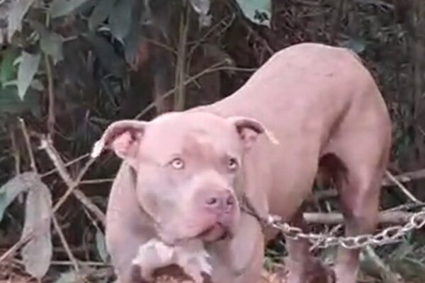 Pitbull preso com corrente em área com vegetação, com olhos claros e expressão de sofrimento.