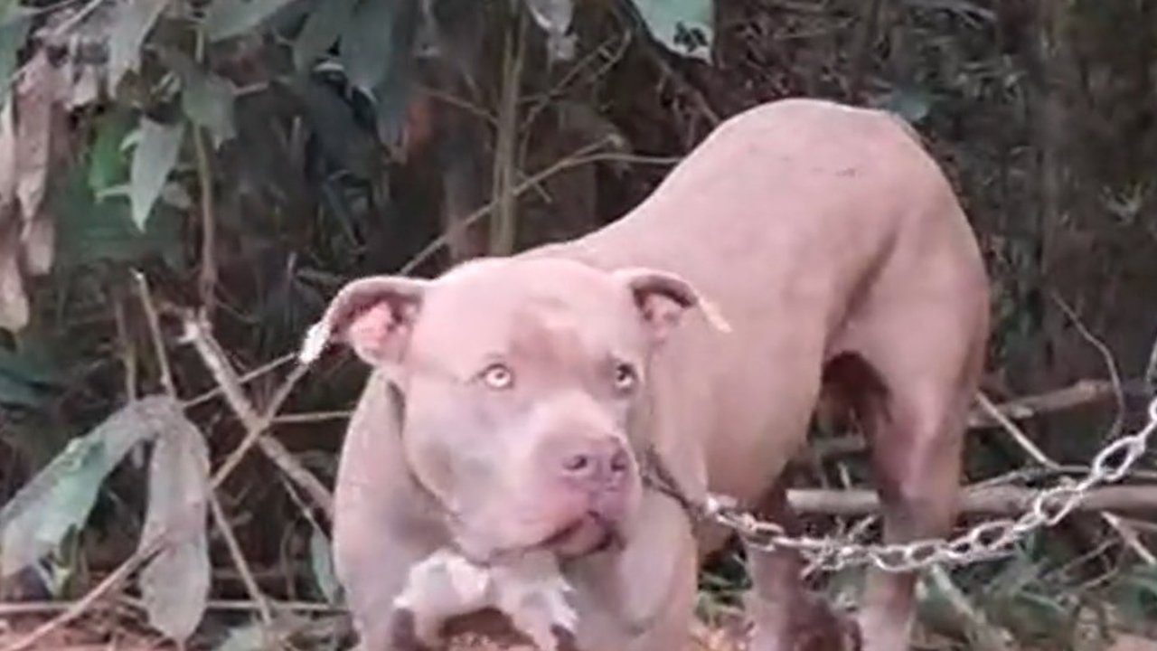 Pitbull preso com corrente em área com vegetação, com olhos claros e expressão de sofrimento.