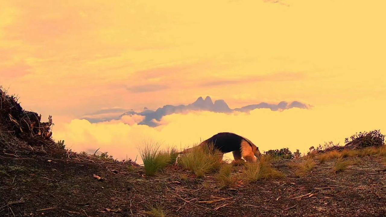 Tamanduá-mirim em área montanhosa do Parque Estadual dos Três Picos.