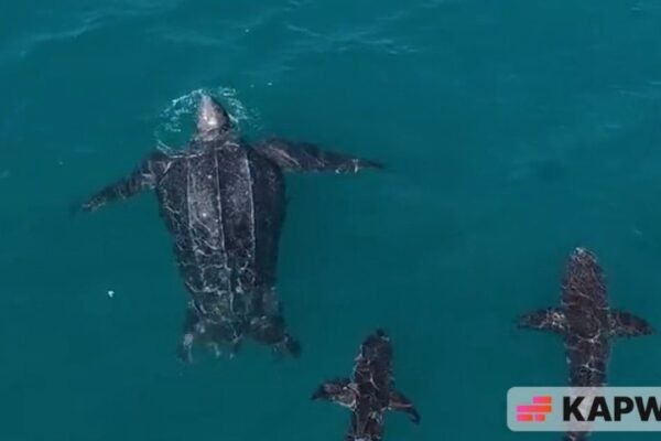 Tartarugas marinhas nadando em águas azuis, mostrando a beleza da vida marinha.