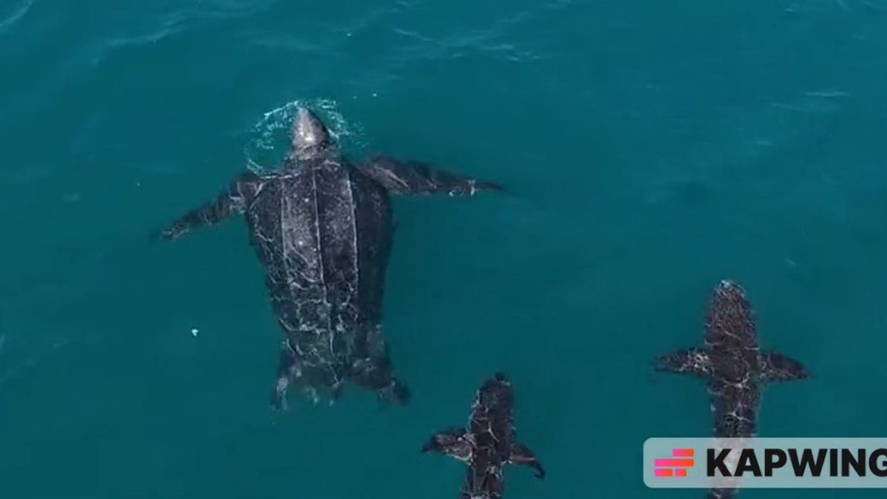 Tartarugas marinhas nadando em águas azuis, mostrando a beleza da vida marinha.