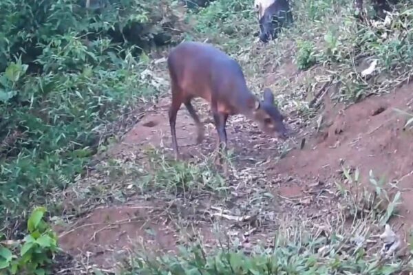 Veado catingueiro em área de Mata Atlântica, registrado por armadilha fotográfica.