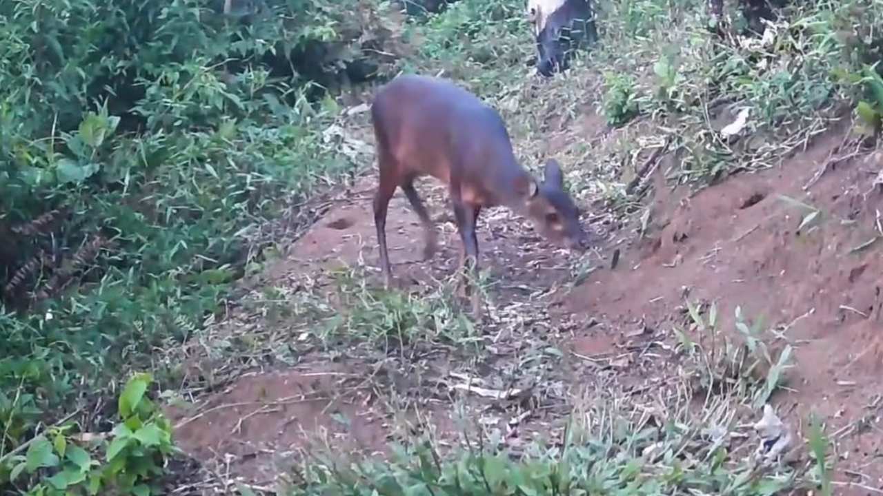 Veado catingueiro em área de Mata Atlântica, registrado por armadilha fotográfica.