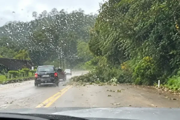 Árvore caída na região da Ponte da Saudade, em Nova Friburgo.