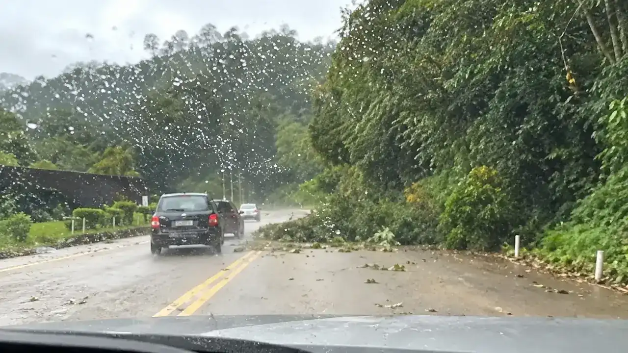Árvore caída na região da Ponte da Saudade, em Nova Friburgo.