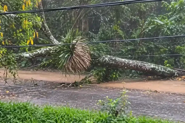 Estrada entre Lumiar e São Pedro tem bloqueio após queda de árvore