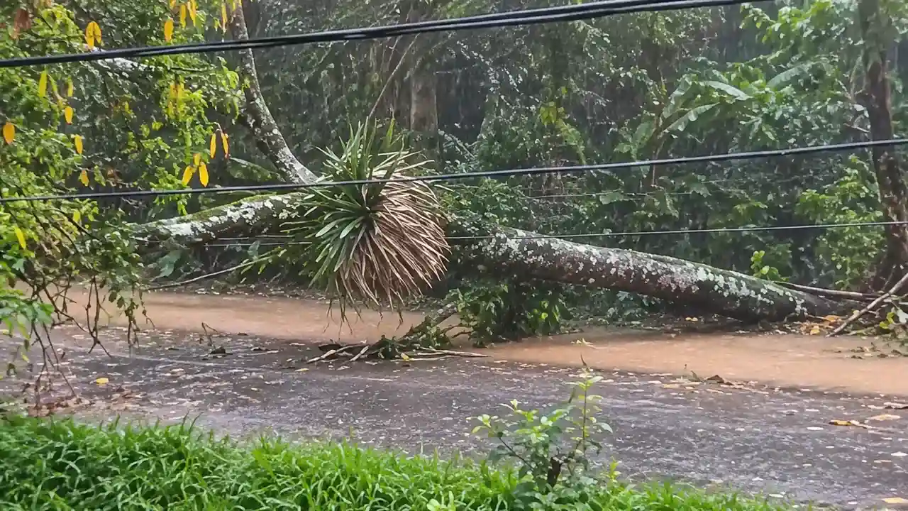 Estrada entre Lumiar e São Pedro tem bloqueio após queda de árvore