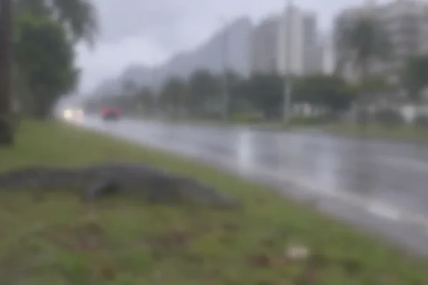 Jacaré atropelado na Curva Chico Anysio, na Barra da Tijuca