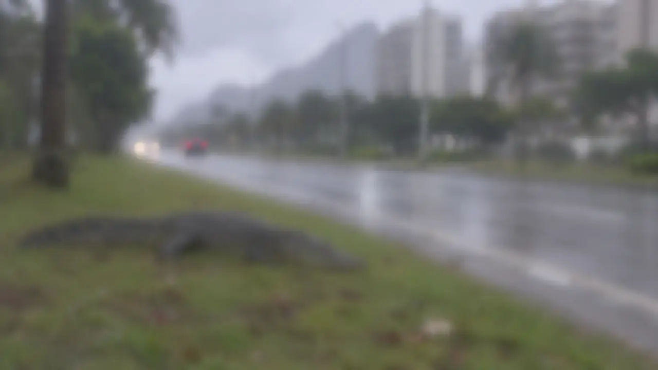 Jacaré atropelado na Curva Chico Anysio, na Barra da Tijuca