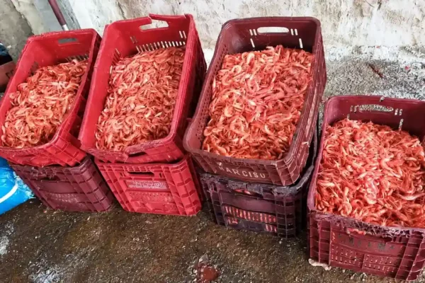 Caixas de camarão defumado apreendidas durante fiscalização em Campos dos Goytacazes.