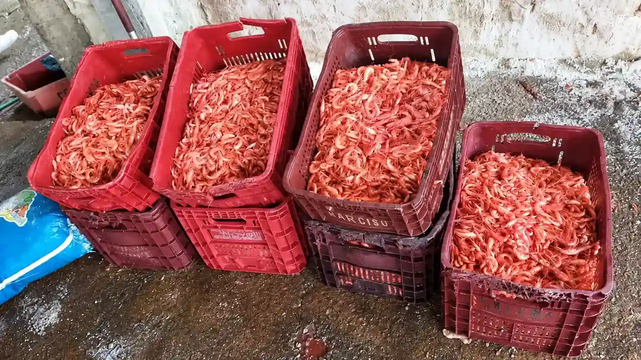 Caixas de camarão defumado apreendidas durante fiscalização em Campos dos Goytacazes.