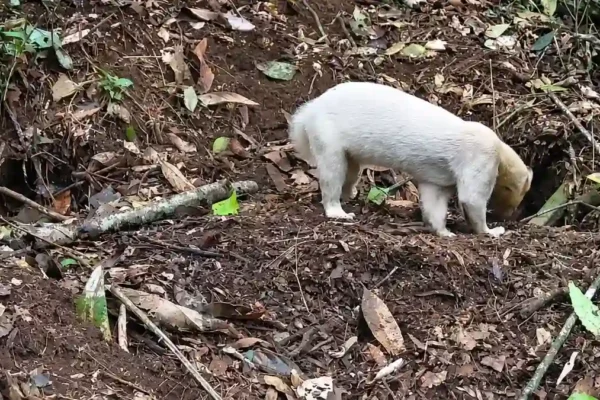 Irara de pelagem branca registrada em uma área de mata de Nova Friburgo