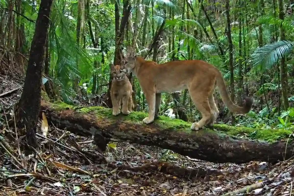 Onça-parda acompanhada de dois filhotes em área de mata de Nova Friburgo
