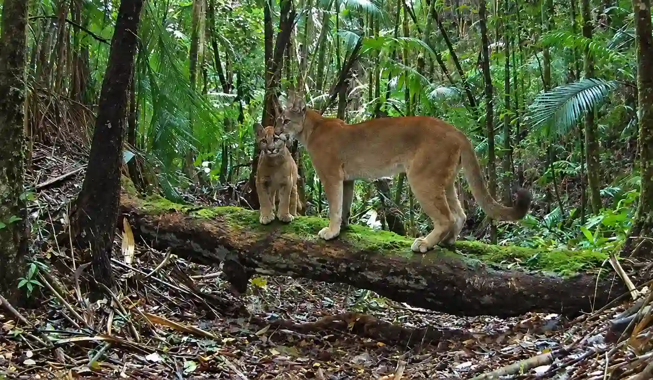 Onça-parda acompanhada de dois filhotes em área de mata de Nova Friburgo