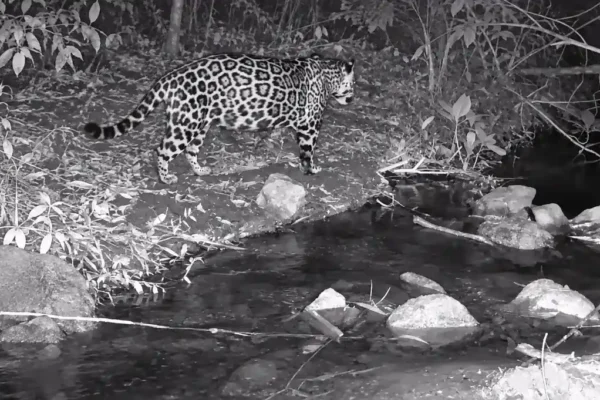 Da jaguatirica à onça-pintada: câmeras registram fauna rara no RJ