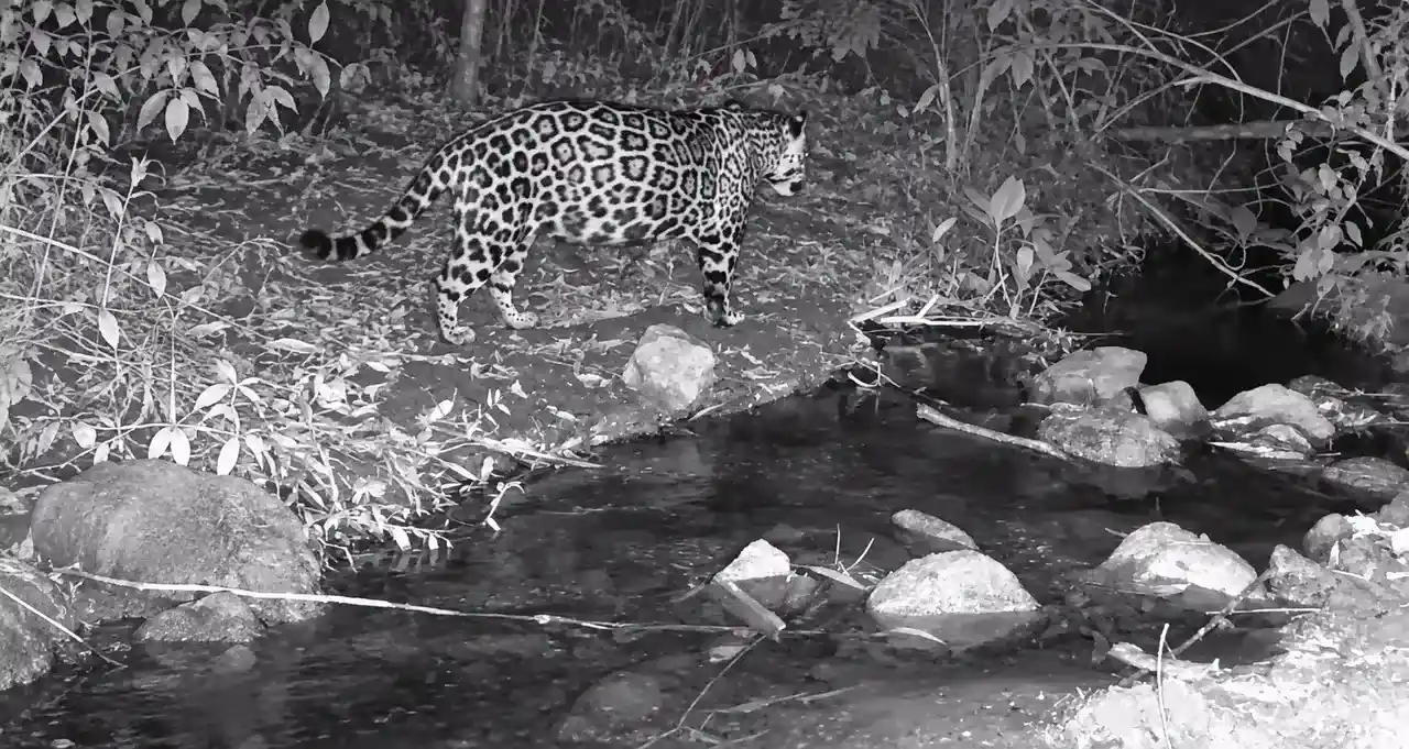 Da jaguatirica à onça-pintada: câmeras registram fauna rara no RJ