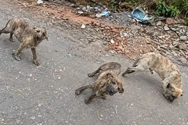 Três cães são encontrados abandonados em estrada de Nova Friburgo