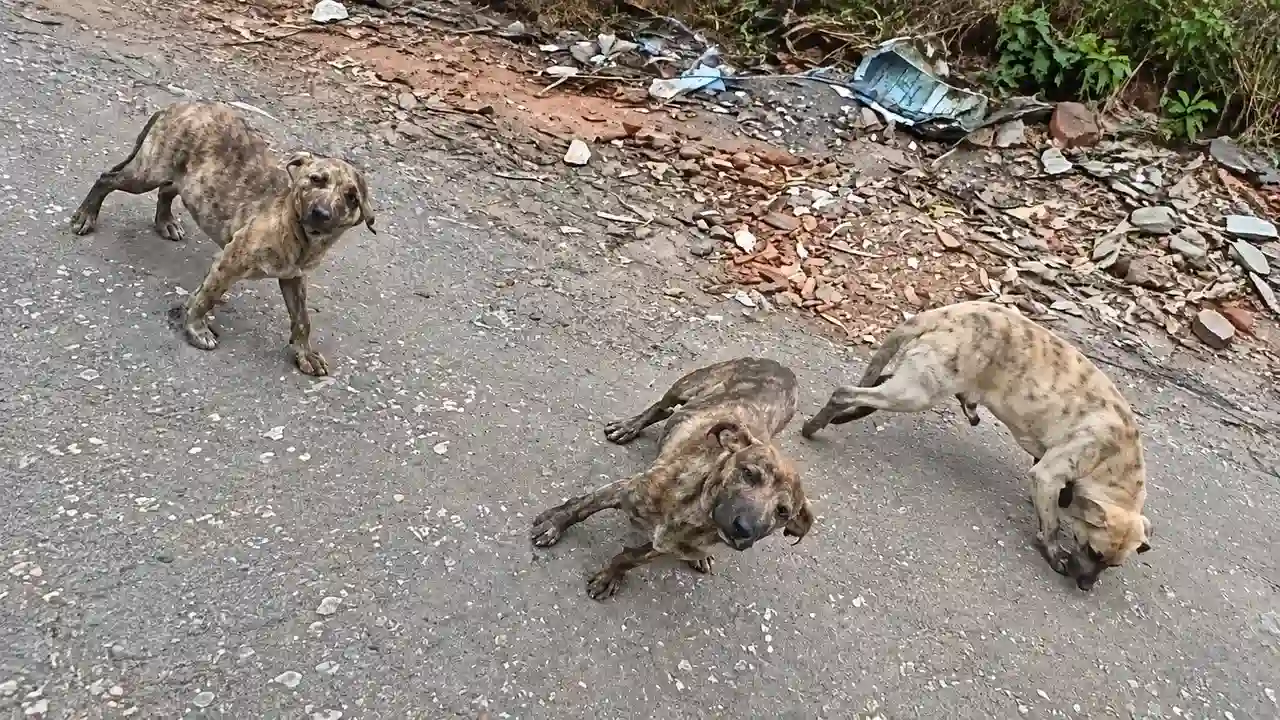 Três cães são encontrados abandonados em estrada de Nova Friburgo