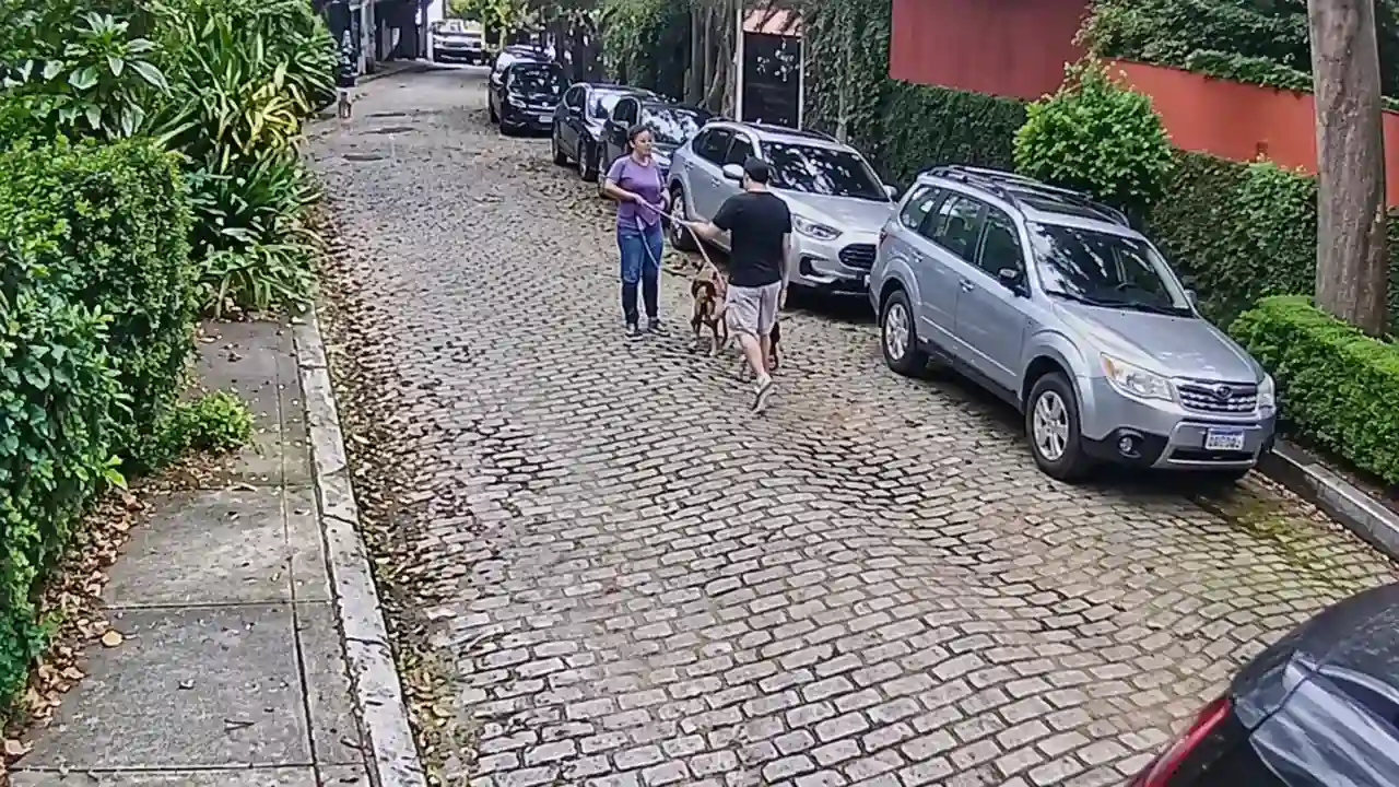 Mulher com cachorras e motorista em rua da Gávea, no Rio