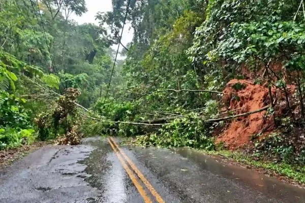 Árvores e galhos caídos bloqueiam estrada molhada, com terra exposta na encosta à direita.