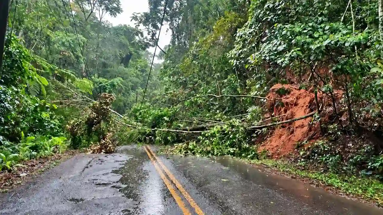 Árvores e galhos caídos bloqueiam estrada molhada, com terra exposta na encosta à direita.