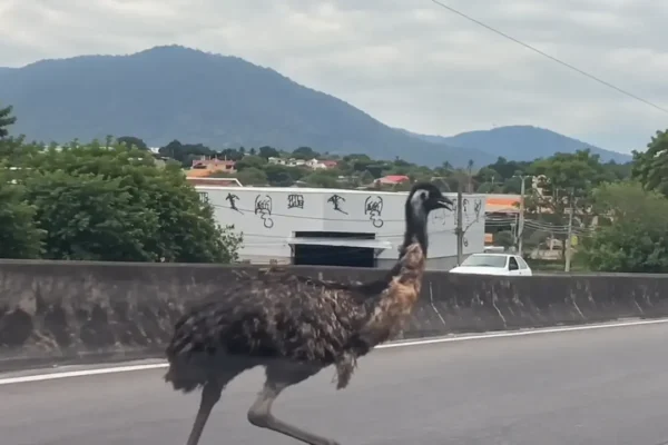 Ave de grande porte na pista, com barreira de concreto e montanhas ao fundo.