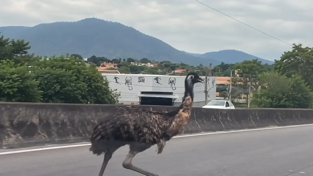 Ave de grande porte na pista, com barreira de concreto e montanhas ao fundo.